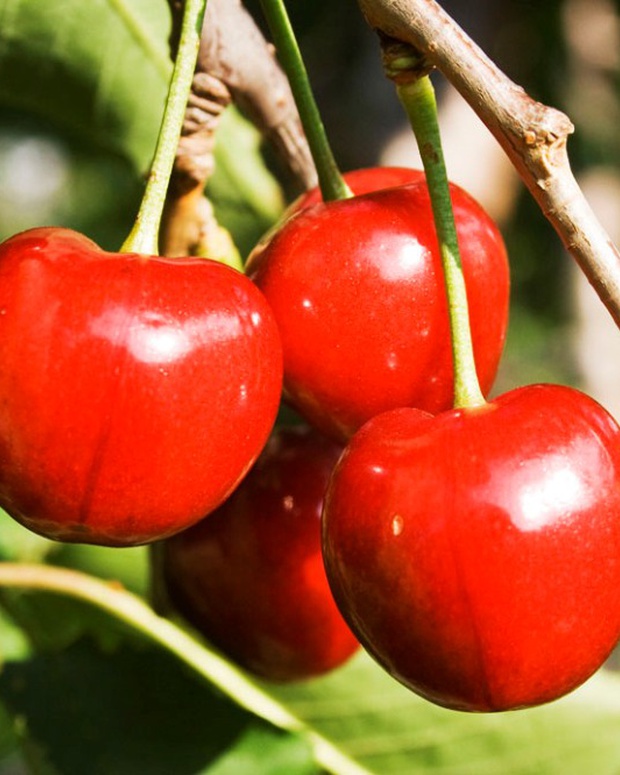 Annual Cherry Festival held in Ficksburg. Mont Rouge guest house offers self catering accommodation