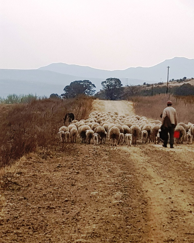 A shepard with sheep 15 km from Clarens and Mont Rouge guesthouse accommodation