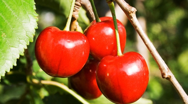 Annual Cherry Festival held in Ficksburg. Mont Rouge guest house offers self catering accommodation